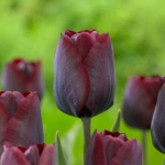 Tulip Trends & Inspiration