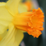 Flower Trends - The 'Ombre' Daffodil