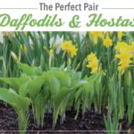 The Perfect Pair: Daffodils and Hostas