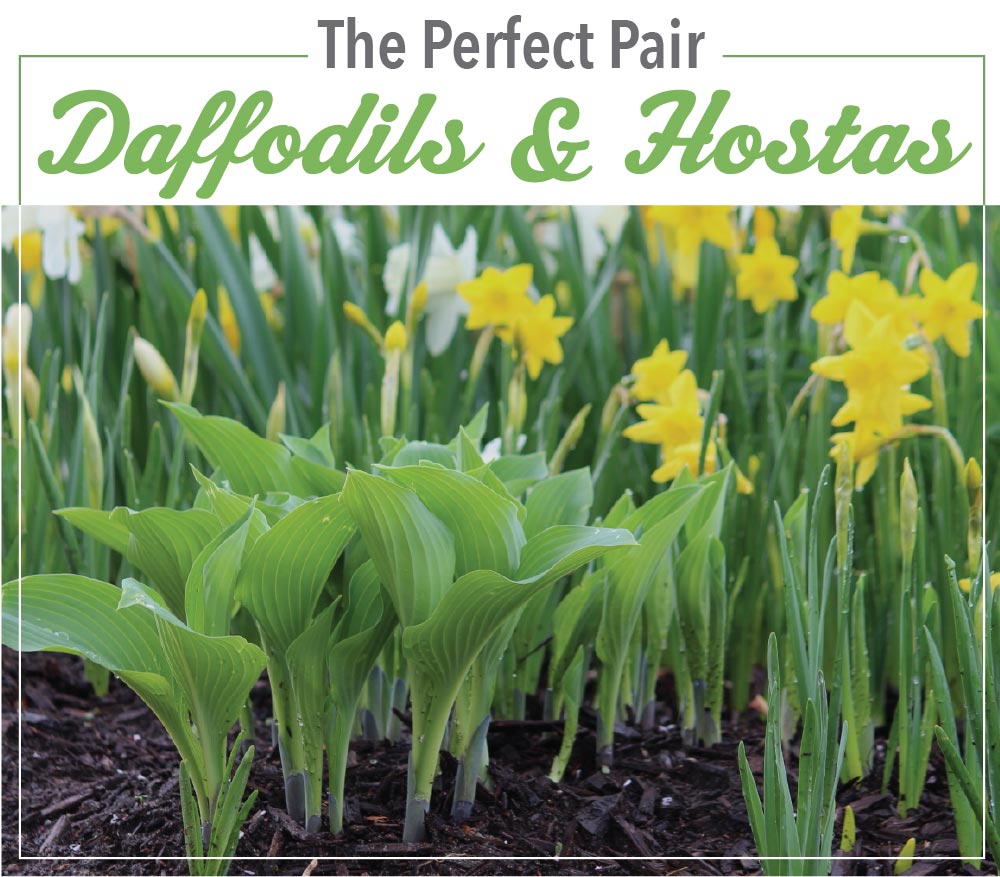 The Perfect Pair Daffodils and Hostas Longfield Gardens