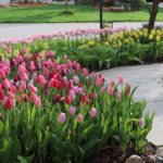 The Tulip House - Bulb Garden Inspiration