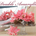 Double Amaryllis Inspiration