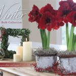 Amaryllis and Paperwhites: Inspiration Is Everywhere!