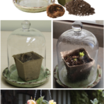 Using Terrariums to Force Begonias Indoors