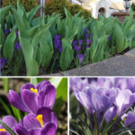 Blooming Now - Crocus and Tulips