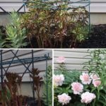 Supporting Peony Plants with Cages