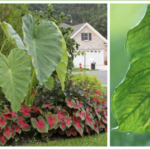 Growing Elephant Ears in Your Home and Garden