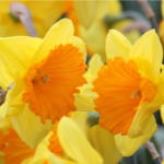 Daffodil Bulbs for Landscaping