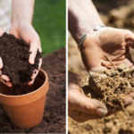 Garden Tip: Good Soil for Beautiful Gardens
