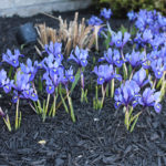Spectacular Spring Bloom - Iris Reticulata 'Harmony'