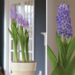 Grow This: Exotic Scilla Madeirensis