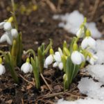 Plan Ahead for the First Flowers of Spring