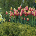 What to Plant Now: Darwin Hybrid Tulips