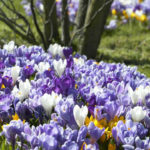 Spring Bulbs for Naturalizing