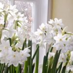 6 Tips for Growing Paperwhites