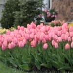 Landscaping With Spring-Blooming Bulbs