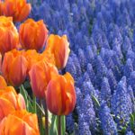 Fragrant Spring-Blooming Bulbs