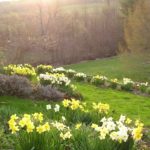 Make Way for Daffodils