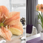 Not Seeing Red -- Amaryllis Bulbs for the Holidays and Beyond