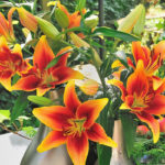 New for 2015: Kaveri Oriental-Asiatic Lily