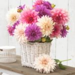 Falling In Love With Dinnerplate Dahlias