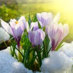 Why Snow is Good for Spring Bulbs