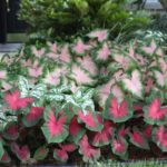 6 Tips for Growing Caladiums in Zones 5-7
