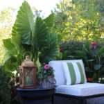Elephant Ears: Late Summer Fireworks for Pots and Planters