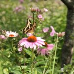 5 Ways to Make Your Garden More Butterfly-Friendly