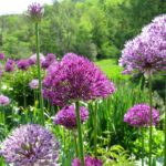 6 Reasons Your Flower Garden Needs Alliums