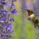 Which Flowers Do Hummingbirds Like Best?