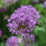 Want More Bees in Your Garden? Plant More Flowers!