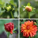 Dahlias from Bud to Bloom