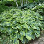 What's Your Favorite Hosta?