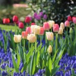 6 Tips for Planning a Beautiful Spring Bulb Garden
