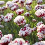 Top Performing Tulips? Plant These Timeless Favorites
