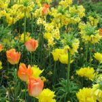 Inspiration for Your Spring Garden: Tulips Go Casual