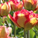 Color-Changing Tulips: New Varieties for Fall 2015