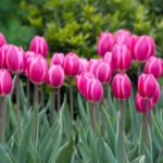 Want Bigger, Brighter Tulips? Plant Hybrids!