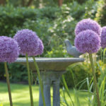 Pick Your Favorite Alliums and Pin It to Win It!