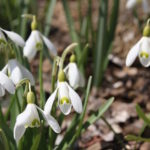 Hurry Spring with Early-Blooming Bulbs