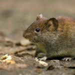 How to Protect Tulip Bulbs From Voles