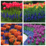 Perfect Pairs: 3 Ways to Combine Muscari with Tulips or Daffodils
