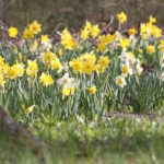 Planting Tips for Naturalizing Daffodils