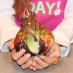 Growing Amaryllis with Kids: 6 Fun Projects