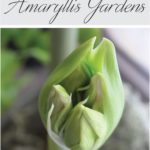 How to Plant an Indoor Amaryllis Garden
