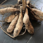 Overwintering Dahlias? Time To Check the Tubers