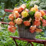 Planting Tuberous Begonias: Which End Is Up?
