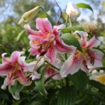 Make Way for Lilies: How to Fit More Lily Bulbs in Your Garden