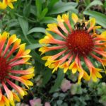 Best Garden Flowers to Attract Bees